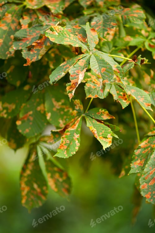 Preview: Close Up Of Chestnut Autumn Leaves With Shallow Depth Of Field