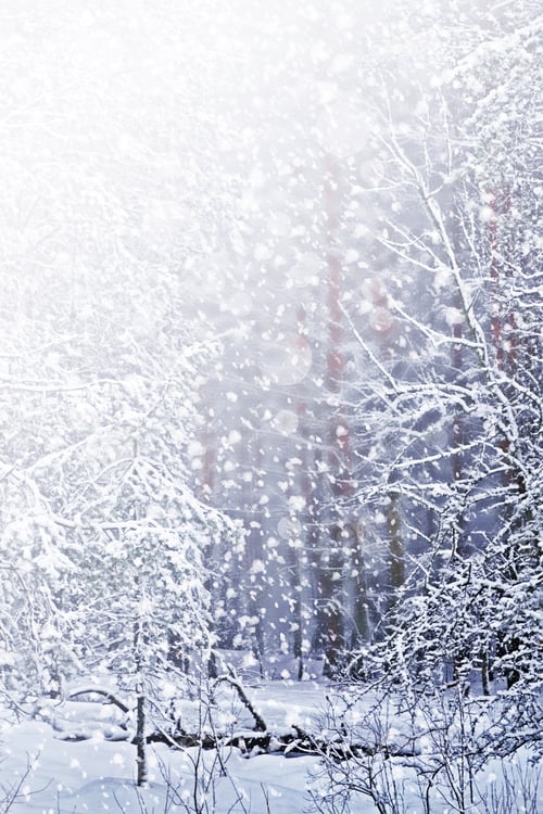 Preview: Winter. Snowfall. Photo.