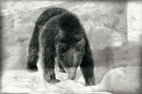 Preview: Young Brown Bear (Ursus Arctos) In The Bayerischer Wald National Park, Bayern, Germany