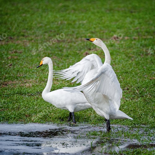 Preview: Close Up View Of The Whooper Swan (Cygnus Cygnus) In Latvia