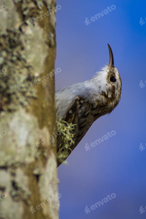 Preview: Amazing Bird Short Toed Treecreeper. Bird Climbs. Blue Nature Background. Certhia Brachydactyla
