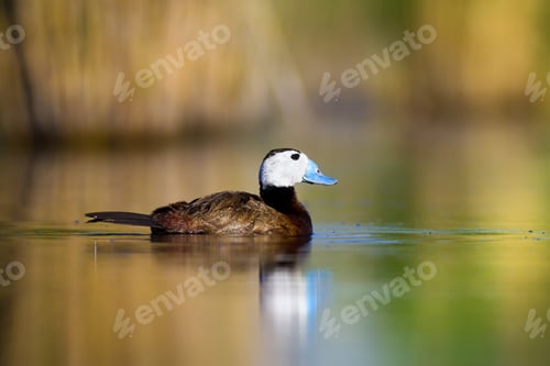 Preview: Duck Swimming In Lake. Cute White Headed Duck. Nature Colors Background. White Headed Duck Oxyura