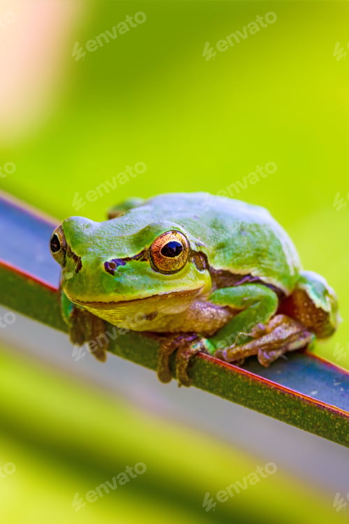 Preview: Cute Tree Frog. Green Nature Background.