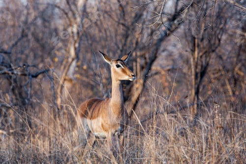 Preview: Impala Antelope In The Kruger National Park, South Africa