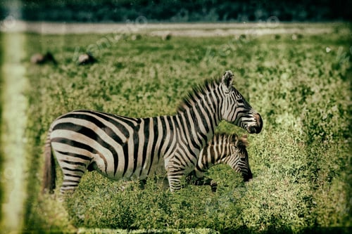 Preview: Vintage Style Image Of Zebras In The Ngorongoro Crater, Tanzania
