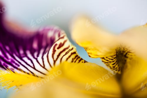 Preview: Beautiful Iris Flower With Details