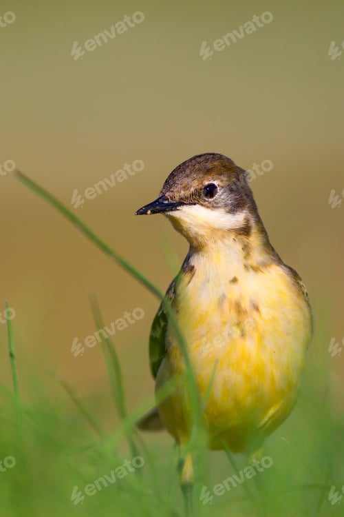 Preview: Western Yellow Wagtail