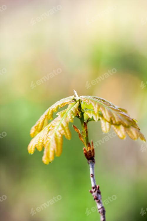 Preview: Young Oak Tree With Natural, Green Background. High Resolution And Quality