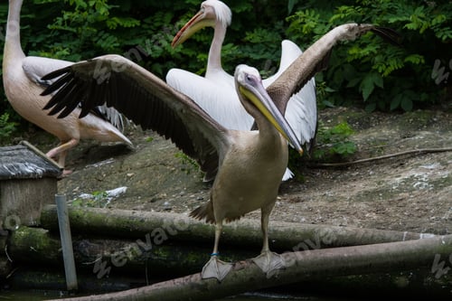 Preview: White Pelicans