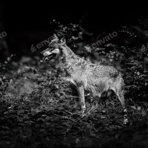 Preview: Gray (Or Grey) Wolf (Canis Lupus) In The Bayerischer Wald National Park In Bavaria, Germany