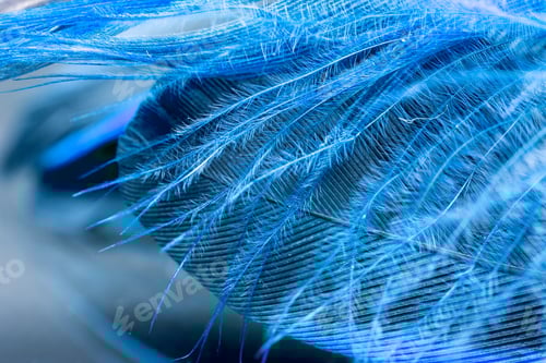 Preview: Colorful Rooster Feather With Details And Reflexions