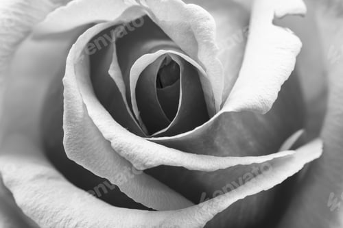 Preview: Black And White, Beautiful, Delicate Rose Petals