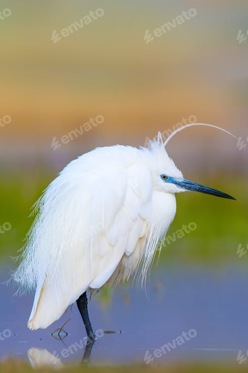 Preview: Heron. Bright Vivid Colors. Colorful Nature Background. Bird: Little Egret. Egretta Garzetta.