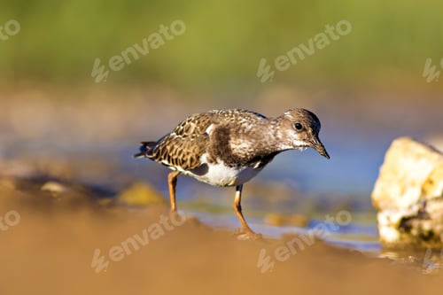 Preview: Cute Water Bird. Colorful Nature Background. Bird: Ruddy Turnstone.