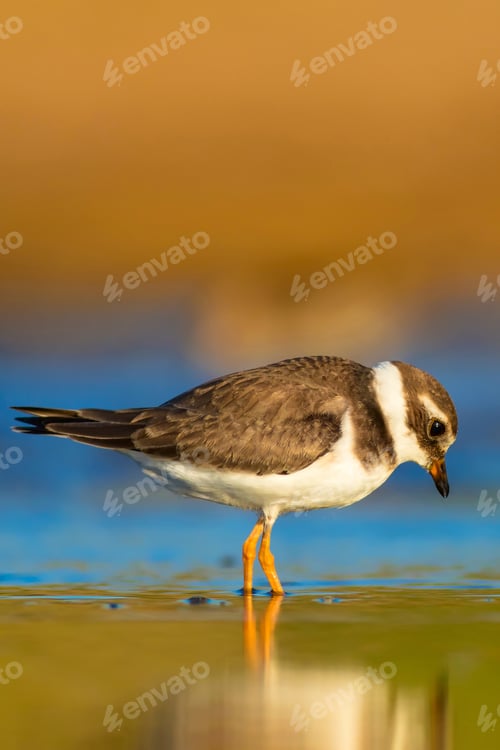 Preview: Cute Little Bird. Yellow Sand Background. Bird: Common Ringed Plover. Charadrius Hiaticula.