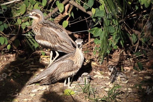 Preview: Bush Stone-Curlew Or Bush Thick-Knee (Burhinus Grallarius) With Chicks, Australia