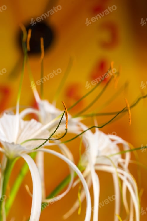 Preview: Caribbean Spider-Lily, Unique Style White Flower On Multicolored Background
