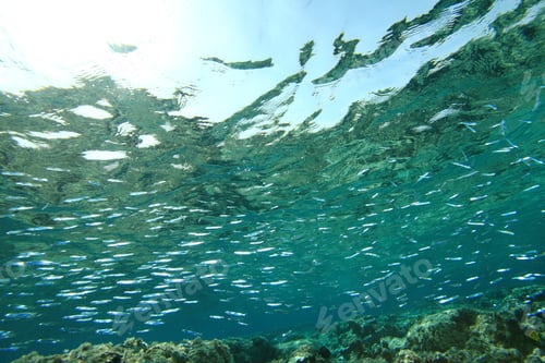 Preview: Fish Fry Background