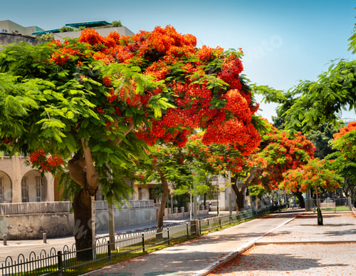 Preview: Red Flowers Trees At Boulevard Rothschild, The Most Prestige And Luxury Area In Tel Aviv.