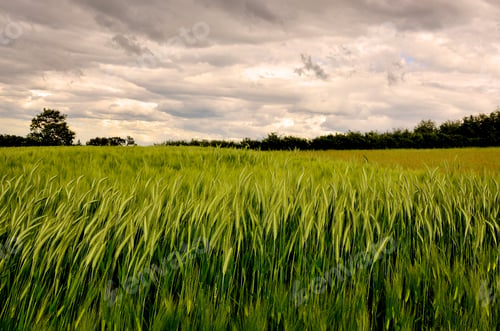 Preview: Field Of Young Wheat