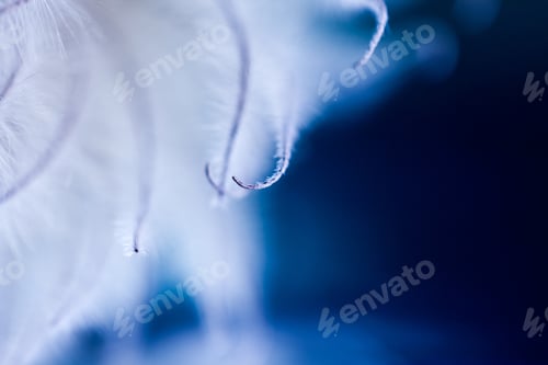 Preview: Abstract Composition With Dried Clematis Seeds And Light