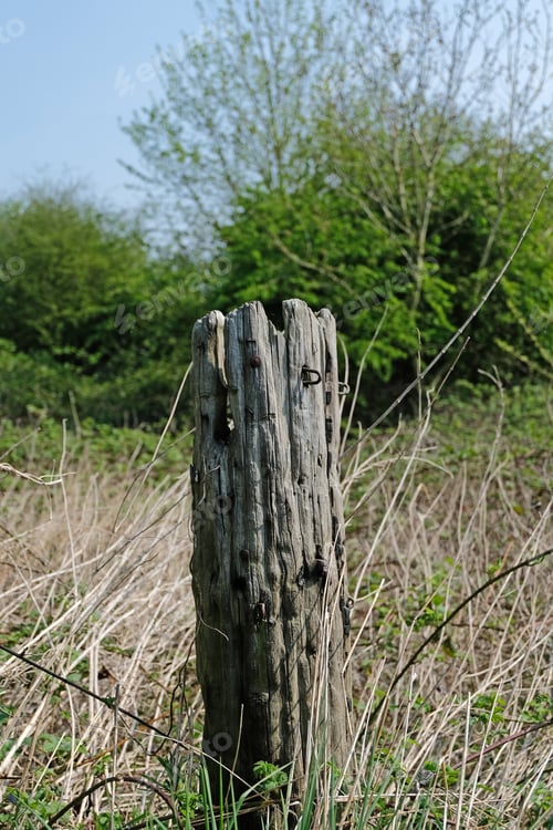 Preview: Old Rustic Wooden Post With Nails In It
