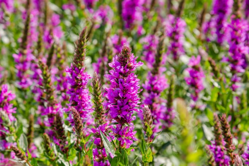 Preview: Purple Flowers Of Lythrum Salicaria On A Natural Background.