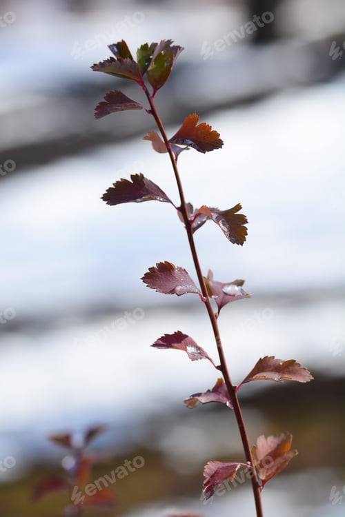 Preview: Spiraea Japonica (Japanese Spiraea) Leaves With Droplets