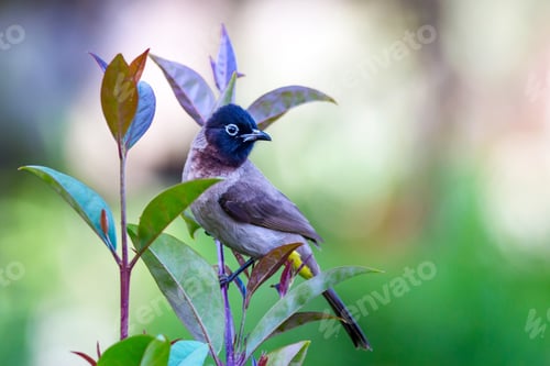 Preview: Cute Bird White Spectacled Bulbul. Nature Backgound. Pycnonotus Xanthopygos.