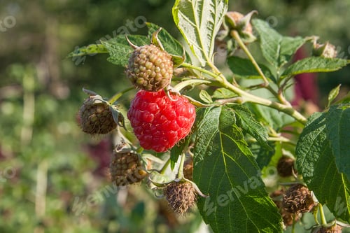 Preview: Lots Of Red Ripe Raspberries On A Bush. Close Up Of Fresh Organic Berries With Green Leaves On