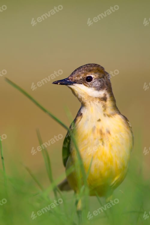 Preview: Western Yellow Wagtail. Nature Background. Ankara Mogan Lake Turkey.