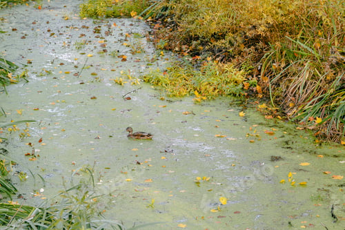 Preview: Scenic Scene In The Autumn Park. Pond In The Garden Or Park.