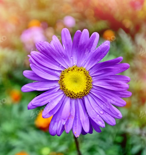 Preview: Pink Aster Colorful Flowers On A Background Summer Landscape