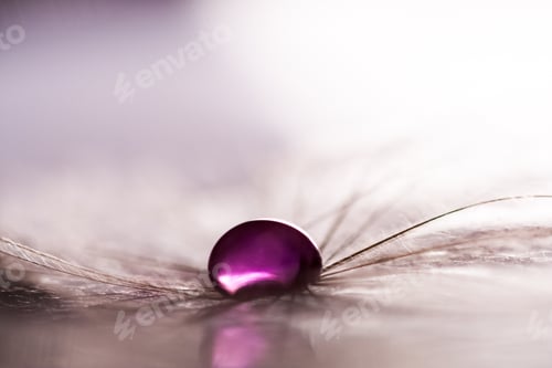 Preview: Macro, Abstract Composition With Colorful Water Drops On Dandelion Seeds