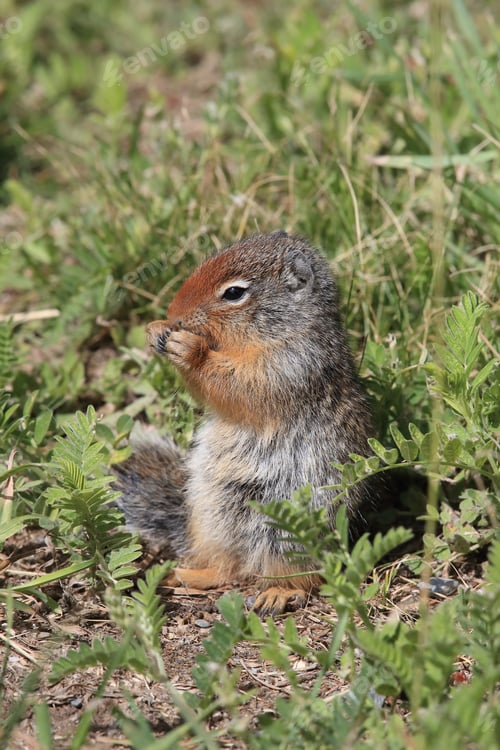Preview: Columbian Ground Squirrel Cub Canadian Rockies