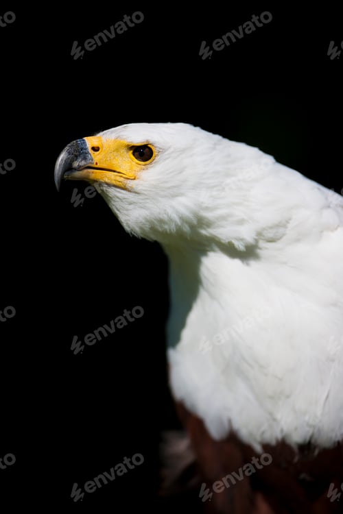 Preview: African Fish Eagle (Haliaeetus Vocifer)