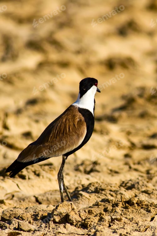 Preview: Nature And Bird. Spur Winged Lapwing. Vanellus Spinosus. Drought Nature Background.
