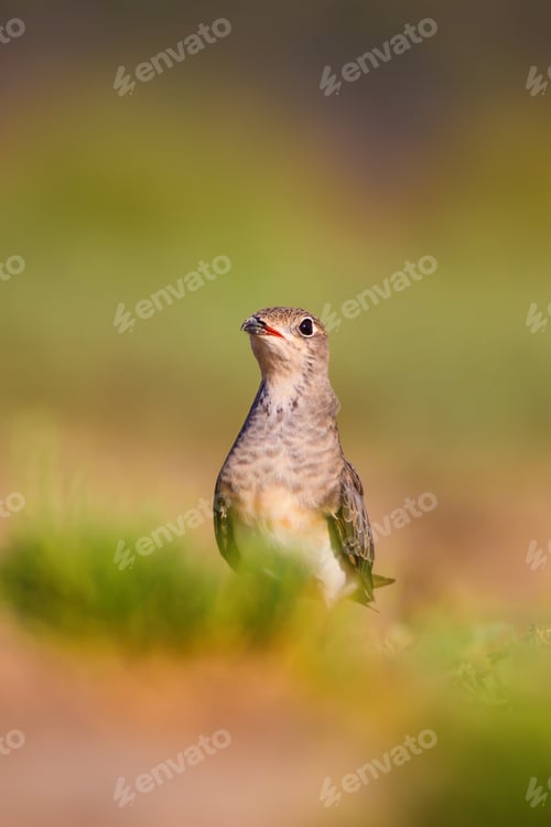 Preview: Cute Bird Collared Pratincole. Warm Colors Nature Background. Collared Pratincole / Glareola