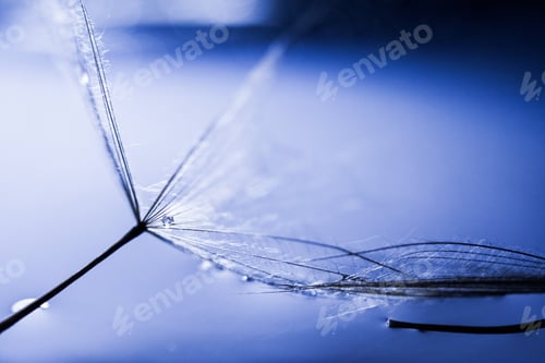 Preview: Macro, Abstract Composition With Colorful Water Drops On Dandelion Seeds