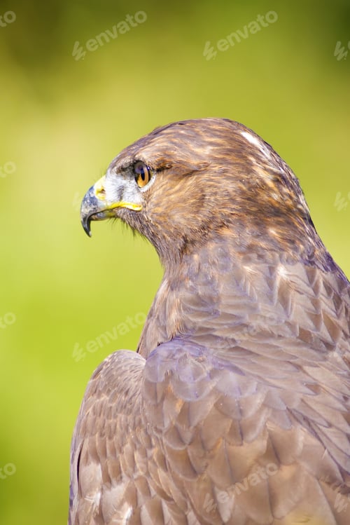Preview: Bird Of Prey. Buzzard Portrait. Green Nature Background. Bird: Long Legged Buzzard. Buteo Rufinus.