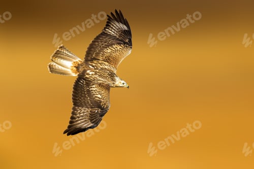 Preview: Bird Of Prey. Isolated Bird. Yellow Blur Background.
