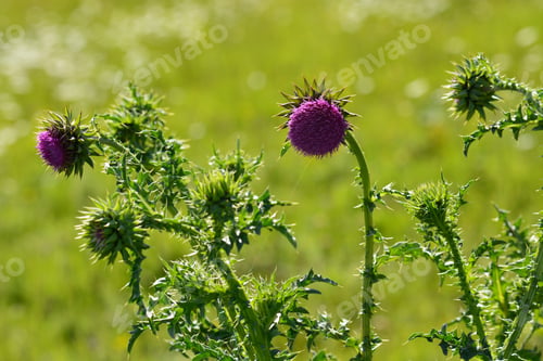 Preview: Carduus Nutans (Musk Thistle)