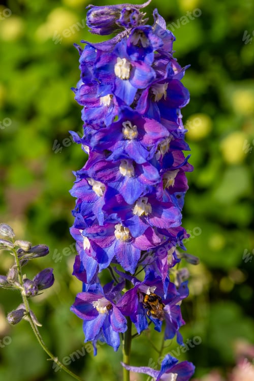 Preview: Beautiful Delphiniums Blooming In The Garden.
