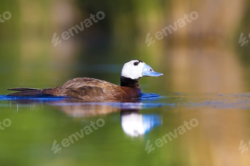 Preview: Duck Swimming In Lake. White Headed Duck White Headed Duck Oxyura Leucocephala