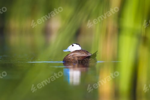 Preview: Swimming Duck. Colorful Nature Background. Bird: White Headed Duck. Oxyura Leucocephala.