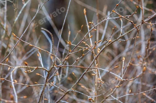 Preview: Colorful Spring Bushes In Latvian Countryside. Tree Branches With No Leaves