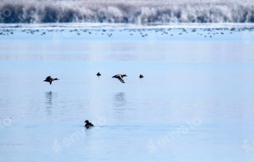 Preview: Flying Ducks. Winter Nature Background.