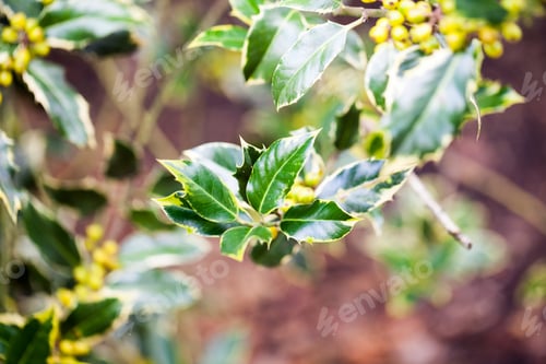Preview: Ilex Aquifolium (Golden Queen Holly) - Tree And Details