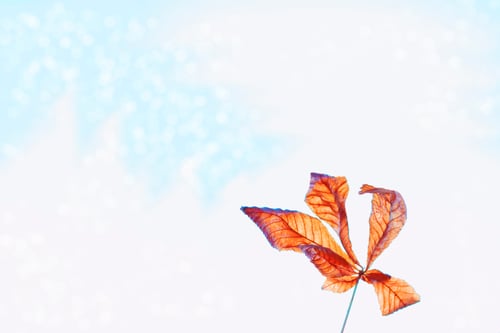 Preview: Autumn Landscape With Bright Colorful Leaves. Indian Summer.