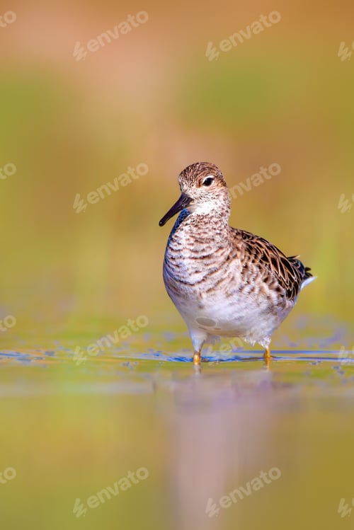 Preview: Cute Water Bird. Colorful Nature Background. Common Water Bird. Asia, Europe, Africa And America